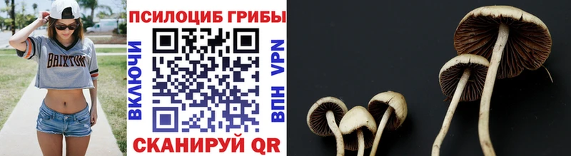 Галлюциногенные грибы Psilocybe Новосиль